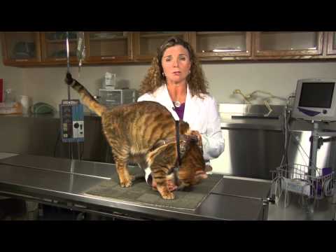 how to cure gingivitis in cats