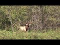 2010 Bugling Bull Elk called in with Pink Mountain Outfitters