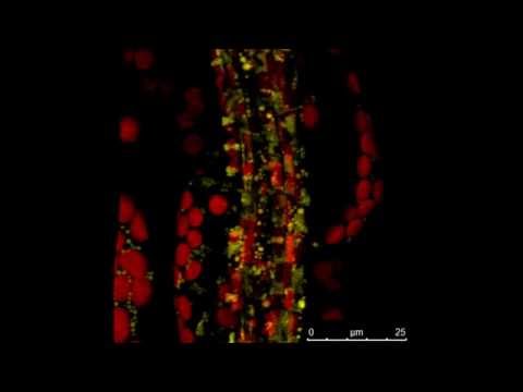 PLoS ONE : Live Imaging of Companion Cells and Sieve Elements in Arabidopsis Leaves