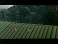 Trailer The Mourning Forest