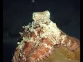 Duik in de nacht van Bonaire!