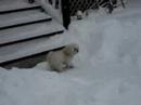 Lhasa Apso -Angel-loves the snow