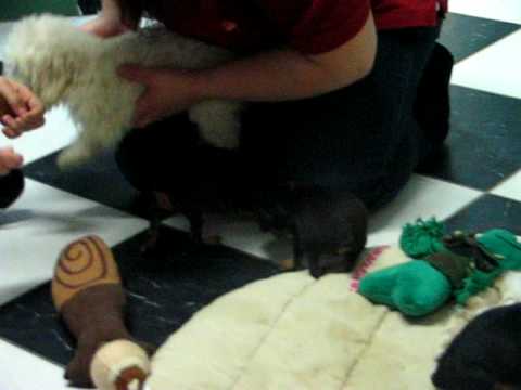 Hundewelpen, Vitamine für junge Hunde