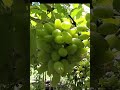 আঙুর চাষে কলেজ ছাত্রের কোটি টাকার স্বপ্ন