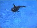 baby Orkid \"Shamu\" 1990
