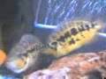 Fish Fight - Parachromis Loisellei 1