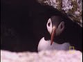 Nesting Puffin Nesting Puffin