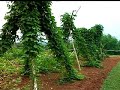 Virginia Farm Bureau - ABC\