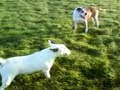 Dogs Having Fun