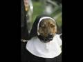 hot dog costume, princess dog costume