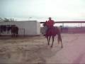 Apache - Heel Horse For Sale -