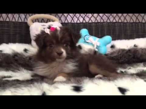 Precious, Toy Australian Shepherd puppy