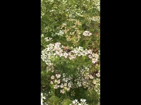how to replant coriander