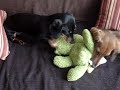 Mr Greenie #2 (Dachshunds Revenge) Mr Greenie #2 (Dachshunds Revenge)