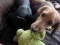 Salchicha video