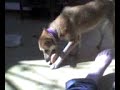 borges y apolonia jugando