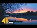 Sunrise at Hoh River - 4K Nature Relax Video - 1 HR for Relaxation, Destress and Restoration