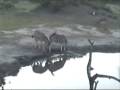 videos de Zebras celebrating Chardon's birthday by playing with impalas and Wildebeasts