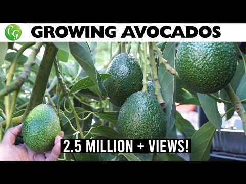 video-linktoworks-Growing Avocado : The best avocados to grow in your...