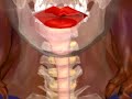 The Digestive System animation
