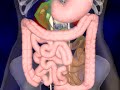 The Digestive System animation