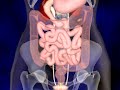 The Digestive System animation