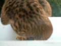 Turmfalke ißt eine Maus