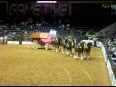 Budweiser Clydesdales:) Budweiser Clydesdales:)