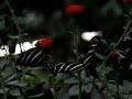 Heliconius charitonius 2 Heliconius charitonius 2