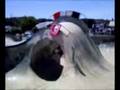 videos de Nate's run concrete rodeo 2008