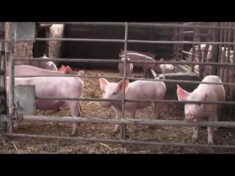 Die Schweinepest breitet sich in Bulgarien aus