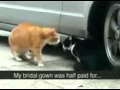 Cat Arguement:YouTube������=0��