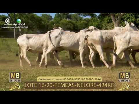 532� LEIL�O VIRTUAL MB LEIL�ES