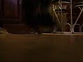 MY FIRST OLLIES!!!!