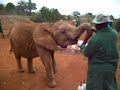 David Sheldrick elephant orphanage, Nairobi