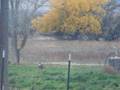 Turkeys & Doe