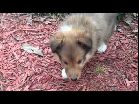 AKC Shetland Sheepdog Sable Male www.corgisandshelties.com