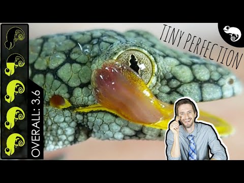 YouTube reptile video
