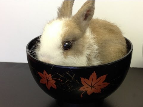 World Cutest Little Bunny Rabbit! - Lucky Latte #003
