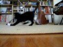 Simon, de speelkat Simon, de speelkat