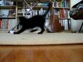 videos de Simon, de speelkat