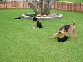 airedale-babysitting-scottie-pups.html