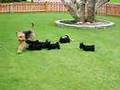 Airedale babysitting Scottie Pups
