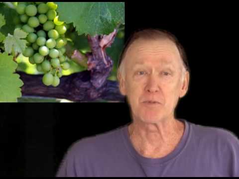 how to grow wine grapes