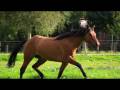 Pferd (Arthrose) - Hilfe bei Spat/Arthritis