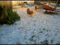 videos de Mittelspitz