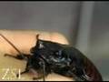 Amazing insects: The Hissing Cockroach