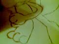 how to draw treeko