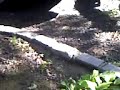 pups3