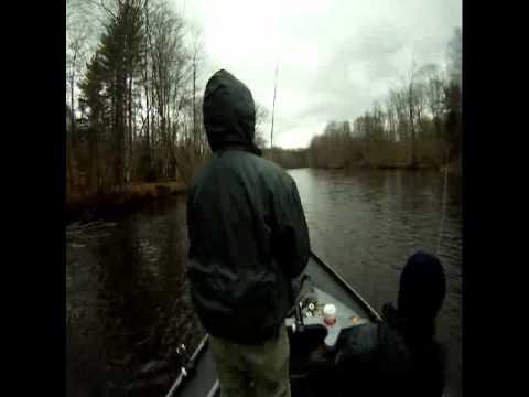 December Salmon River Steelhead